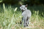 BRITISH SHORTHAIR C018